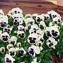Виола Виттрока (Viola wittrockiana) Виола Виттрока (Viola wittrockiana)