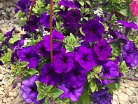 Петуния ампельная гибридная (Pendolino F1)