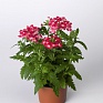 Вербена гибридная (Verbena hybrida)