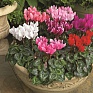 Цикламен персидский (Cyclamen persicum)