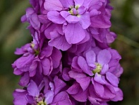 Левкой седой (Column)