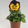 Виола виттрока (Viola wittrockiana) Виола виттрока (Viola wittrockiana)