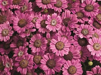 Цинерария гибридная (Jester F1)