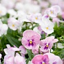 Виола виттрока (Viola wittrockiana) Виола виттрока (Viola wittrockiana)