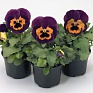 Виола виттрока (Viola wittrockiana)