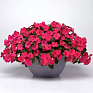 Бальзамин Уоллера (Impatiens walleriana) Бальзамин Уоллера (Impatiens walleriana)