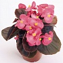 Бегония вечноцветущая (бронзовая листва) (Begonia semperflorens)
