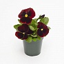 Виола виттрока (Viola wittrockiana) Виола виттрока (Viola wittrockiana)