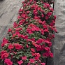 Бальзамин Уоллера (Impatiens walleriana) Бальзамин Уоллера (Impatiens walleriana)