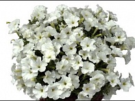 Петуния ампельная гибридная (Baby Gioconda F1)