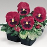 Виола виттрока (Viola wittrockiana)