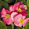 Бегония вечноцветущая (зеленая листва) (Begonia semperflorens)