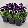 Виола виттрока (Viola wittrockiana) Виола виттрока (Viola wittrockiana)