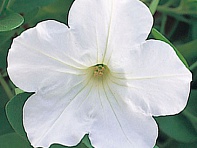 Петуния ампельная гибридная (Opera Supreme F1)