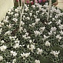Цикламен персидский (Cyclamen persicum)