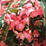 Бегония гибридная ампельная (зеленая листва) (Begonia hybrida)