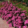 Гвоздика турецкая (Dianthus barbatus)