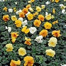 Виола Виттрока (Viola wittrockiana)