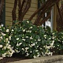 Бегония гибридная ампельная (зеленая листва) (Begonia hybrida)