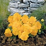 Виола виттрока (Viola wittrockiana)