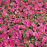 Петуния ампельная гибридная (Petunia х hybrida)