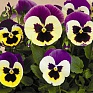 Виола Виттрока (Viola wittrockiana) Виола Виттрока (Viola wittrockiana)