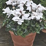 Цикламен персидский (Cyclamen persicum)
