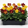 Виола виттрока (Viola wittrockiana) Виола виттрока (Viola wittrockiana)