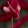 Цикламен персидский (Cyclamen persicum)