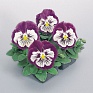 Виола виттрока (Viola wittrockiana)