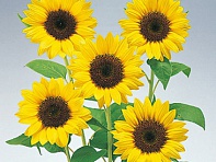 Подсолнечник летний (Premier F1)