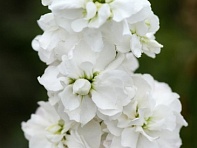 Левкой седой (Column)