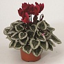 Цикламен персидский (Cyclamen persicum)