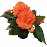 Бегония клубневая махровая (Begonia tuberhybrida)