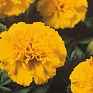 Бархатцы отклоненные (Tagetes patula)