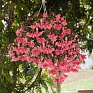 Бегония гибридная ампельная (зеленая листва) (Begonia hybrida) Бегония гибридная ампельная (зеленая листва) (Begonia hybrida)
