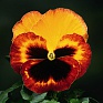 Виола Виттрока (Viola wittrockiana)