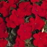Бальзамин Уоллера (Impatiens walleriana) Бальзамин Уоллера (Impatiens walleriana)