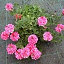 Вербена гибридная ампельная (Verbena hybrida)