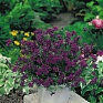 Вербена красивая (Verbena speciosa)