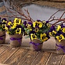 Виола виттрока (Viola wittrockiana)