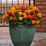 Бархатцы отклоненные (Tagetes patula) Бархатцы отклоненные (Tagetes patula)