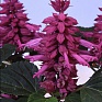 Сальвия блестящая (Salvia splendens)