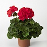 Герань (пеларгония садовая) (Pelargonium x hortorum)