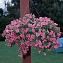 Петуния ампельная гибридная (Petunia х hybrida)