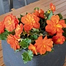 Бегония клубневая махровая (Begonia tuberhybrida)