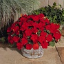 Бальзамин Уоллера (Impatiens walleriana) Бальзамин Уоллера (Impatiens walleriana)