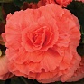 Бегония клубневая махровая (Begonia tuberhybrida)