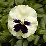 Виола Виттрока (Viola wittrockiana) Виола Виттрока (Viola wittrockiana)