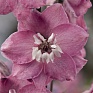 Дельфиниум высокий (Delphinium elatum)